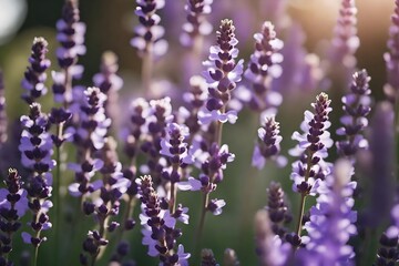 lavender flowers close up