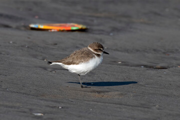Tibetan sand plover (Anarhynchus atrifrons), a small wader in the plover family, observed at Akshi Beach in Alibag, Maharashtra, India