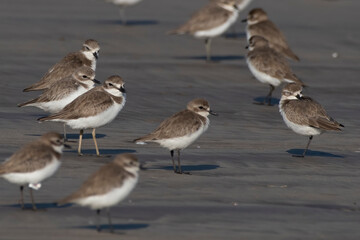 Tibetan sand plover (Anarhynchus atrifrons), a small wader in the plover family, observed at Akshi Beach in Alibag, Maharashtra, India