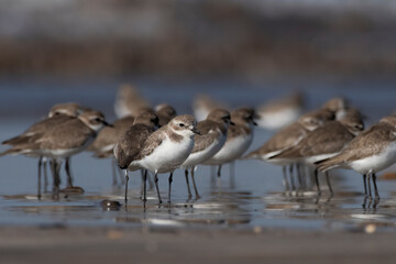 Tibetan sand plover (Anarhynchus atrifrons), a small wader in the plover family, observed at Akshi Beach in Alibag, Maharashtra, India