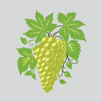 Green Grapes Vector Art