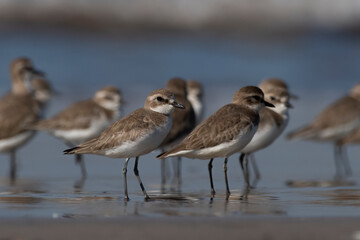 Tibetan sand plover (Anarhynchus atrifrons), a small wader in the plover family, observed at Akshi Beach in Alibag, Maharashtra, India