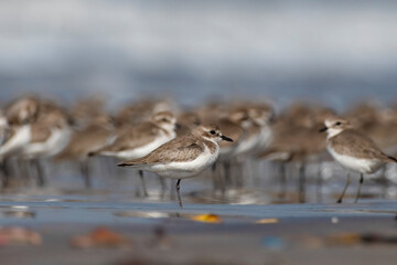Tibetan sand plover (Anarhynchus atrifrons), a small wader in the plover family, observed at Akshi Beach in Alibag, Maharashtra, India