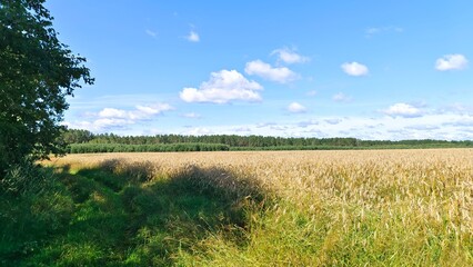 Fototapeta premium Alder branches lean over the road and the edge of an agricultural field of ripe rye that spreads widely across the plain. A mixed forest grows along the edges of the field. Sunny summer weather