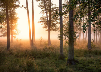 Foggy forest scene