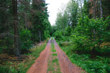 Obraz premium Road in forest