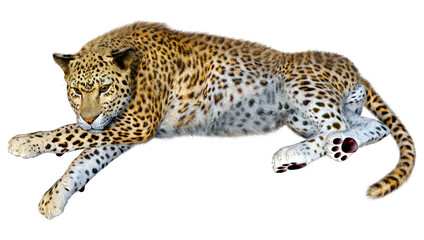 Naklejka premium 3D Rendering Big Cat Leopard on White