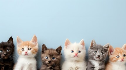 Group of different adorable kittens row isolated on soft blue background, cute cats, copy space, mockup.