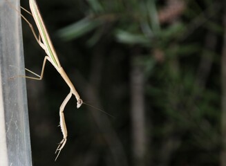 Purple-winged Mantis (Tenodera australasiae) at night, waiting for prey