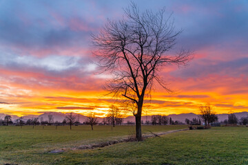 Fototapeta na wymiar Panorama under afterglow with single tree on meadow in Rhein valley, with Vorarlberg and Swiss mountains in background. tree silhouette and red, orange, yellow and blue clouds on the sky after sunset