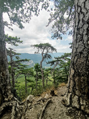 View from Mountain Peak Framed by Pine Trees with Tree-Covered Slope and Distant Sea, Sunny Day, No People
