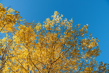 autumn leaves against blue sky