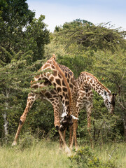 Rodzina żyraf  w Parku Narodowym Amboseli pośród drzew akacji