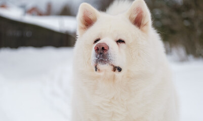 Fototapeta premium white Akita Inu dog close-up on a blurred background