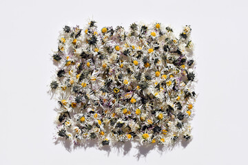 Dried daisy flowers (Bellis perennis) on a white background © Martina