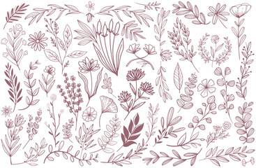 hand plant collection. Botanical set sketch flowers branches. , hand-drawn. Beautiful flower on a transparent background. The vector wildflowers and flowers are highly detailed line art style.