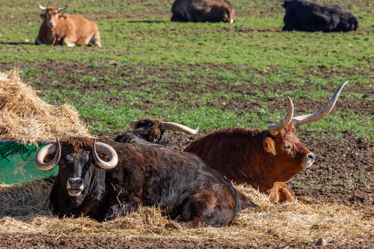 Oxen of different horns and breed lying on the farm straw. Jiménez de Jamuz, León, Spain.