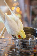 Beautiful photo of a bird. Ornithology.Funny parrot.Cockatiel parrot. Home pet yellow bird.Beautiful feathers.Love for animals.Cute cockatiel.Home pet parrot.A bird with a crest.Natural color. memes. © Daria