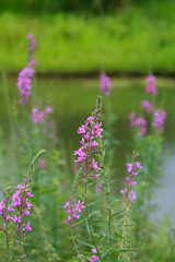 Lythrum virgatum in the rural field with wild grass. Purple wild flowers in the countryside. Flower and plant.