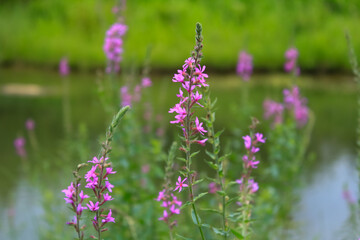 Lythrum virgatum in the rural field with wild grass. Purple wild flowers in the countryside. Flower and plant.