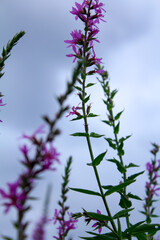 Low angle of Lythrum virgatum under the cloudy sky. Purple wild flowers in the rural. Flower and plant.