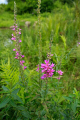 Lythrum virgatum in the rural field with wild grass. Purple wild flowers in the countryside. Flower and plant.