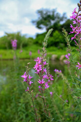 Lythrum virgatum in the rural field with wild grass. Purple wild flowers in the countryside. Flower and plant.