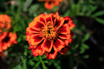 Close-up of the marigold, wild orange flowers in the garden. Flower and plants.