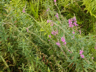 Lythrum virgatum in the rural field with wild grass. Purple wild flowers in the countryside. Flower and plant.