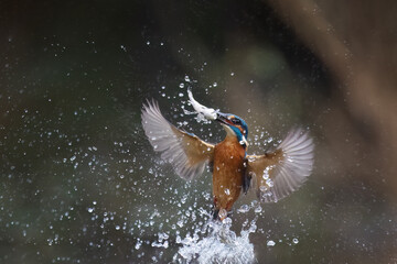 Kingfisher with his prey