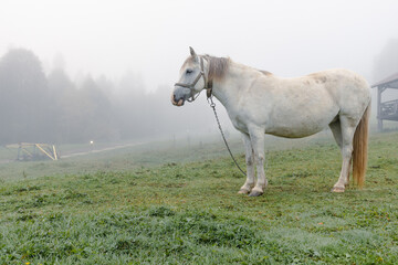White horse on a rural pasture on the village outskirts in an early foggy morning.