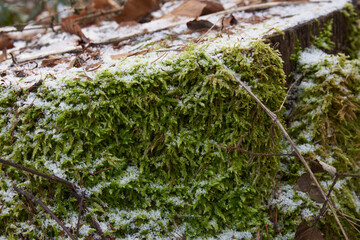 Moss auf einer Baumwurzel im Winter mit Frost