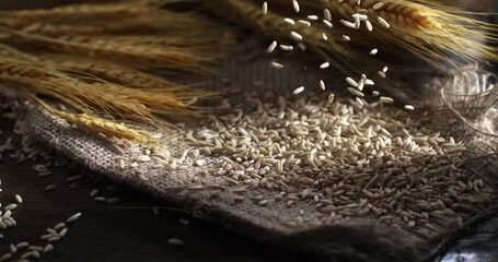 Super slow motion macro of fresh wheat grain seeds are falling for quality control on golden ears and burlap sack background at 1000 fps.