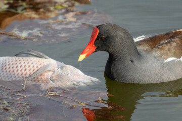 A Common gallinule eats a dead tilapia that was floating in Lake Apopka near Winter Garden, Florida.