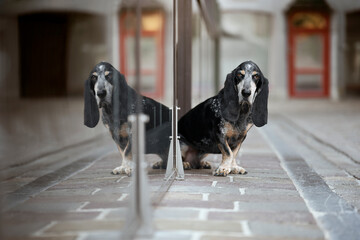 Reflective Basset