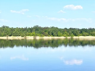 Forest on the river bank on a summer day. 