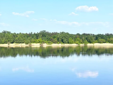 Forest on the river bank on a summer day. 
