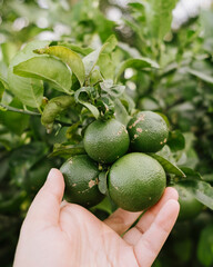 Mulher colhendo limão 