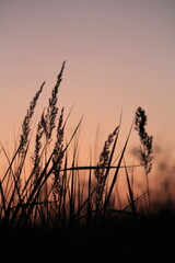 Sunset in nature