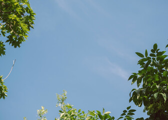 Clear Blue Sky Through Fresh Green Leaves