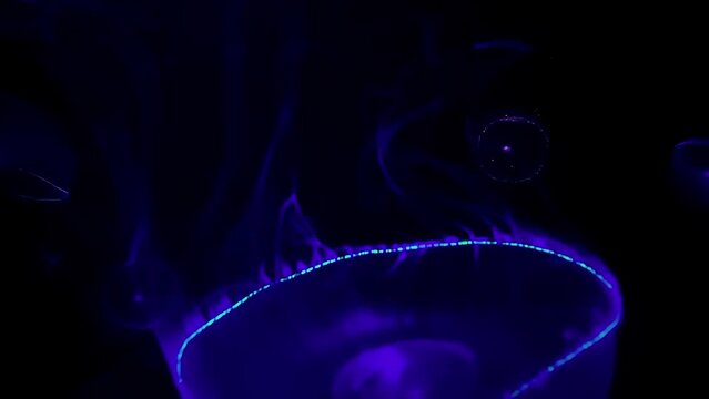 Owan kurage (crystal Jellyfish), 4K UHD