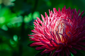 Big purple Aster Flower Garden. Delicate flower of peony-shaped terry aster close-up