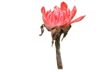 close up of red kecombrang or Etlingera elatior flowers or ginger torch isolated on transparent...