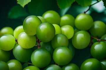 bunch of green grapes