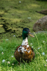 Mallard Duck on Grassy Field