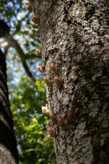 Fototapeta premium Ecos del bosque: mudas de cigarras en su ascenso al sol