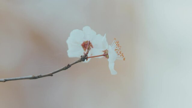 Apple Tree Backdrop. Natural Background With Blooming White Flowers. Plant With Red Leaves.