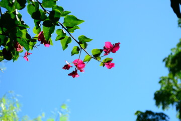 Bougainvillea, Santa Rita, in summer