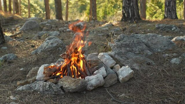 The campfire's flames rise up within a stone circle in a forest clearing, with pine trees standing tall in the background.