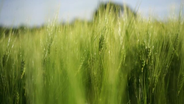 Wheat green field agriculture. The wind sways ears of barley wheat in the field, waves of crops at sunset. Agricultural business